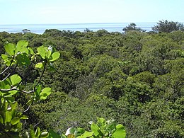 View over tropical dry forest to coastal strand vegetation on Jaco Island