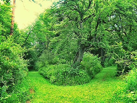 Դենդրոպարկ