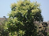 Charoli tree
