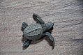 Sea turtle as seen in São Tomé Island