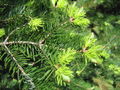 Mandschurische Tanne (Abies holophylla)