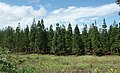 Plantation dans la région des lacs