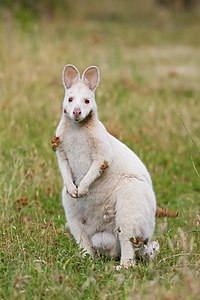 Albino red-necked wallaby, by JJ Harrison