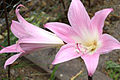 Fleurs d'Amaryllis belladonna, très symétriques