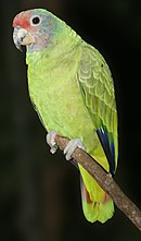 A green parrot with light-brown cheeks, a red forehead, and white eye-spots