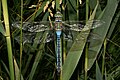 Anax imperator