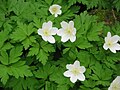 Anemone nemorosa