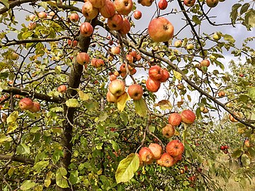 apples on the tree