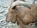 Head of a ram