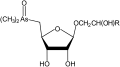 As-Ribosides