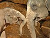 Mother and baby Asian Elephants