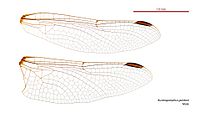 Male wings