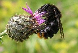 Kivikkoloiskimalainen (Bombus rupestris)