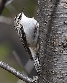 A brown creeper perched on the side of a tree