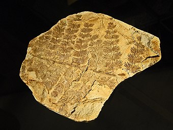 Specimen of Annularia stellata from Italy on display at the Museo Civico di Storia Naturale di Milano