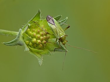 Calocoris affinis