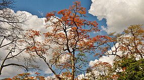 Caricuao Zoo tree