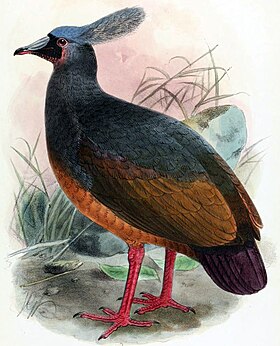 Ilustração de J. G. Keulemans, 1904