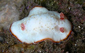 Goniobranchus preciosus