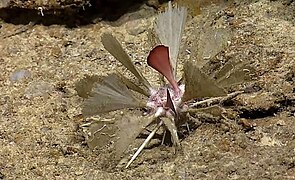 Cidaris blakei, abyssal Caribbean species