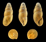 Cochlicopa lubricella (Cochlicopoidea)