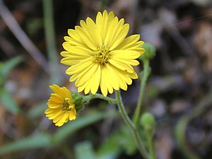 Madia elegans