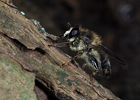 Criorhina pachymera