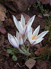 Flowers of Crocus aleppicus