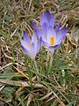 Crocus tommasinianus