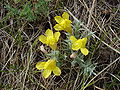 Cymbaria dahurica