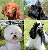 Phenotypic variation in four dogs