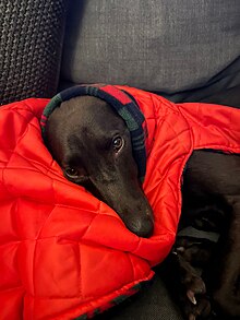 Dolichocephalic head shape on a black lurcher dog