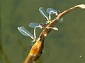 兩隻紅眼細蟌（Erythromma najas）雄蟲各「挾持」一隻雌蟲尋找產卵水域