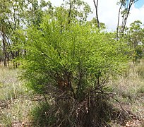 Hábito de Erythroxylum australe.