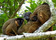 Brown lemurs
