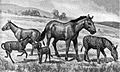 Image 20Extinct equids restored to scale. Left to right: Mesohippus, Neohipparion, Eohippus, Equus scotti and Hypohippus. (from Evolution of the horse)