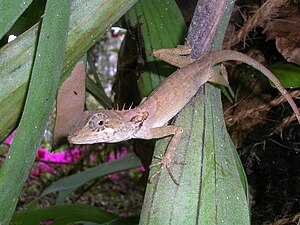 Lateral view