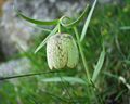 Fritillaria involucrata