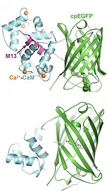 Structure of GCaMP