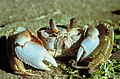 Image 27Ghost crab, showing a variety of integument types in its exoskeleton, with transparent biomineralization over the eyes, strong biomineralization over the pincers, and tough chitin fabric in the joints and the bristles on the legs (from Arthropod exoskeleton)