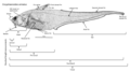 Image 34An annotated diagram of the basic external features of an abyssal grenadier and standard length measurements. (from Deep-sea fish)