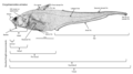 Image 31An annotated diagram of the basic external features of an abyssal grenadier and standard length measurements. (from Deep-sea fish)