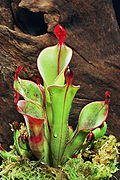 Heliamphora chimantensis (espèce carnivore), endémique du tepuy Chimanta, découverte en 2001.