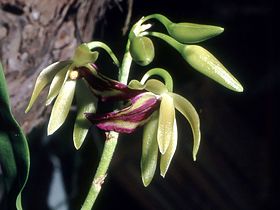 Hagsatera brachycolumna