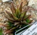 Haworthia glabrata