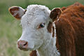 Hereford calf