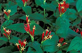 Spigelia marilandica