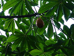 Jacaratia spinosa (jaracatiá).