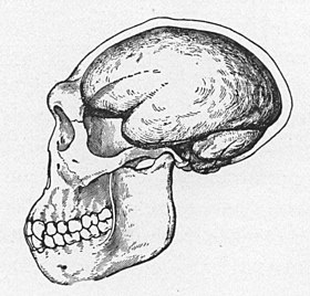 Image illustrative de l’article Homme de Java