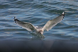 Larus canus brachyrhynchus зимой